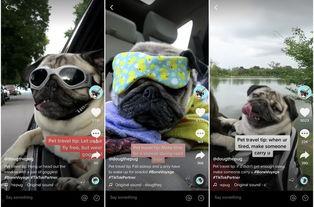 宠物在线视频教程,轻松掌握宠物护理与训练技巧